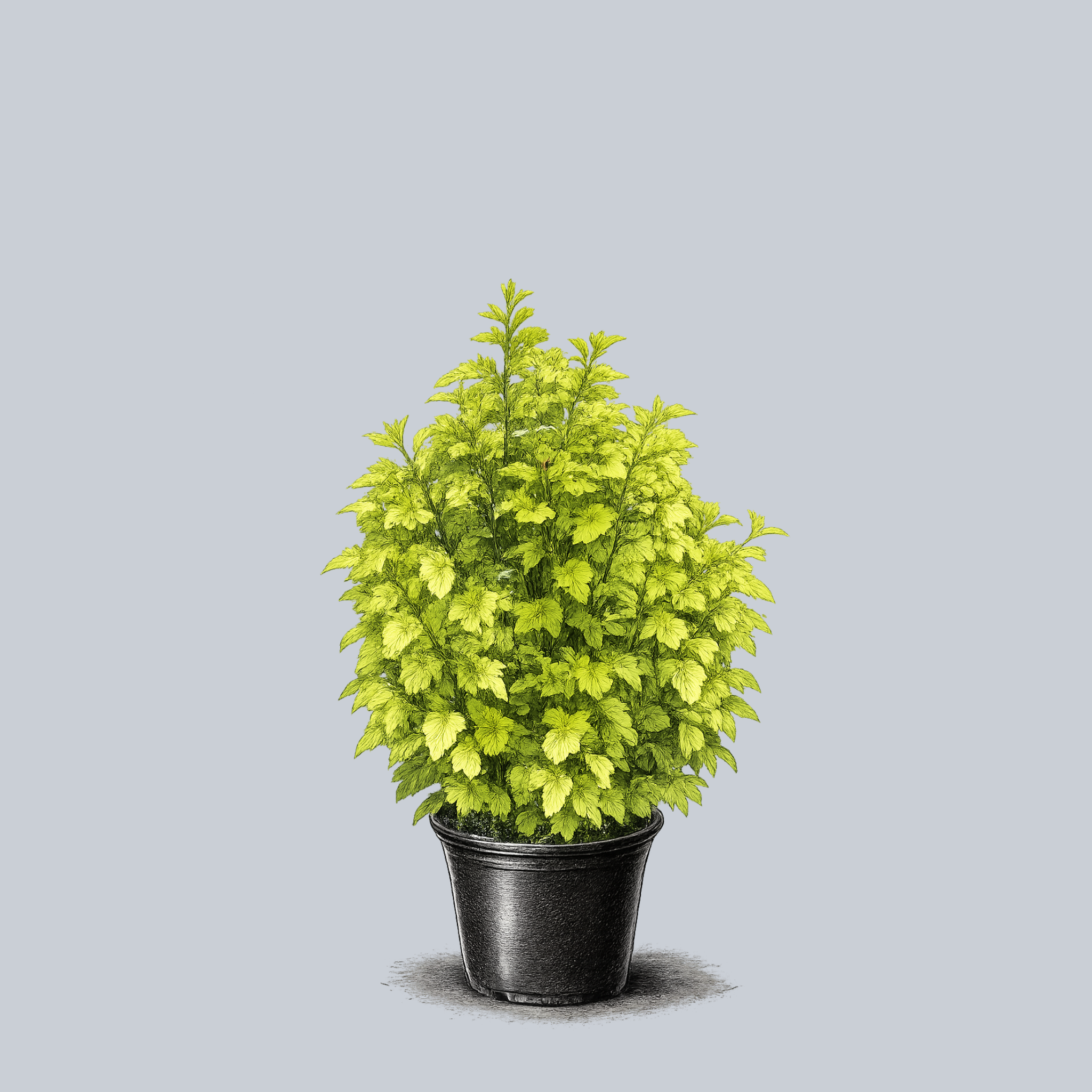 Lemon Candy Ninebark – Plant Detectives