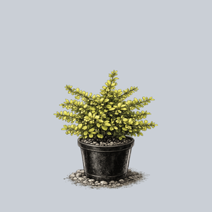 Lemon Glow Barberry