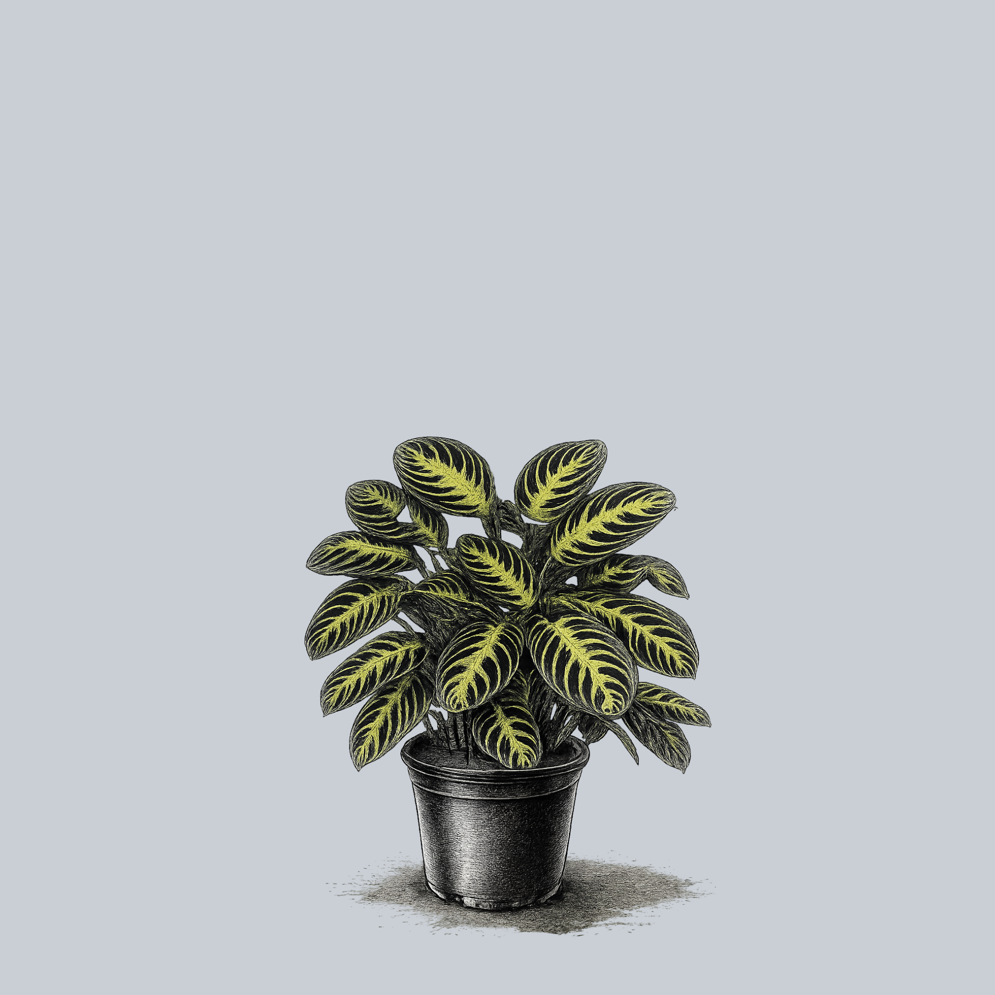 Prayer Plant (Maranta)  Plant Detectives