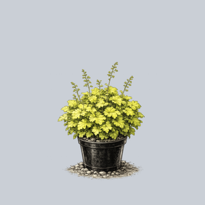 Lemon Love Coral Bells