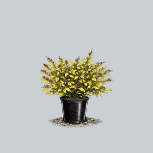 Lemon Princess Spirea