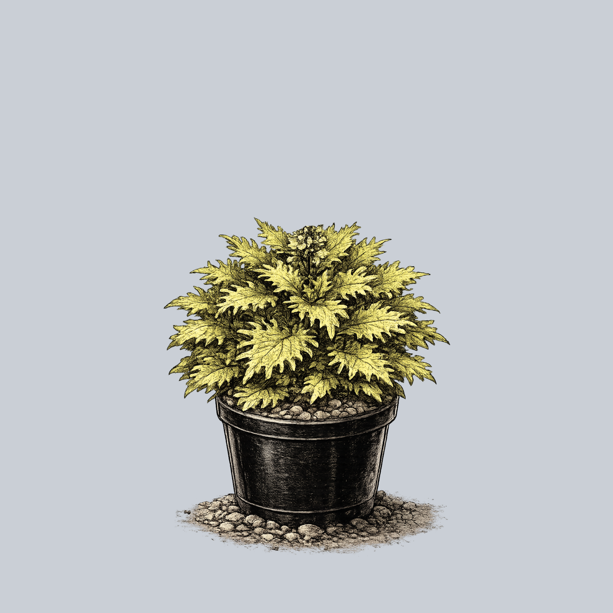 S.S PLANTS　653035 Lemon Sunsation Coleus – Plant Detectives