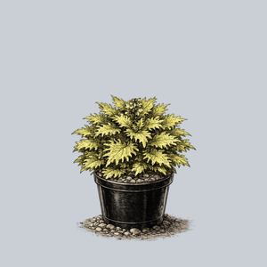 Lemon Sunsation Coleus