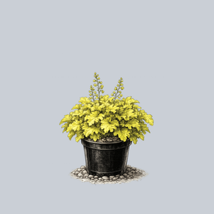 Lemon Supreme Coral Bells
