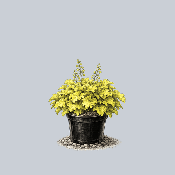 Lemon Supreme Coral Bells