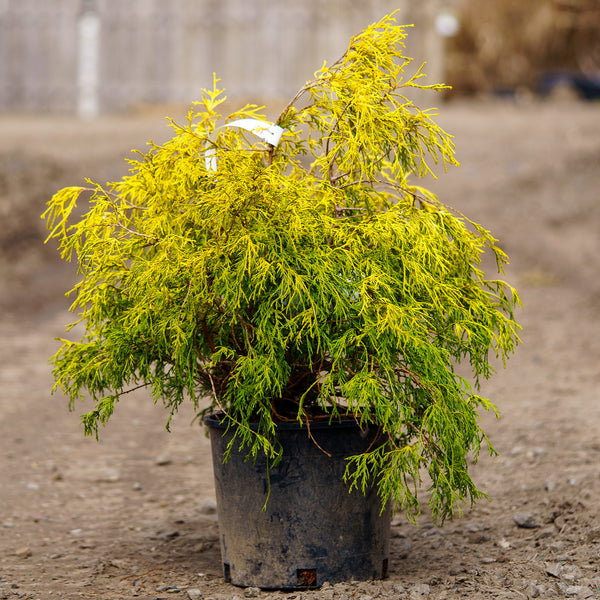 Lemon Thread False Cypress - Cypress - Conifers