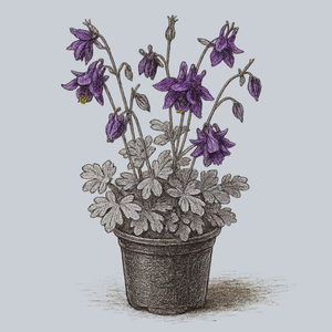 Leprechaun Gold Columbine