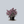 Load image into Gallery viewer, Lesser Bougainvillea
