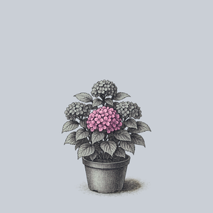 Let's Dance Big Easy Hydrangea