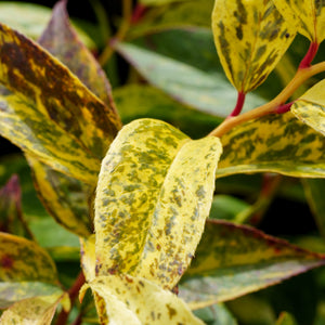 Leucothoe Leaves