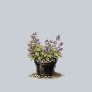Lilafee Barrenwort