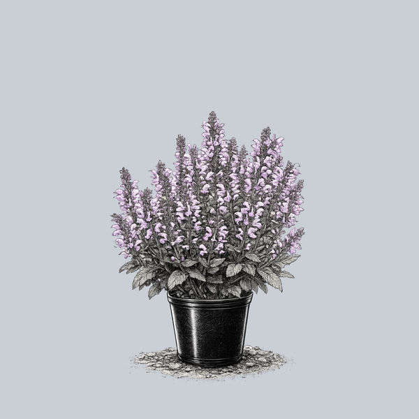 Lilac Lipstick Meadow Sage
