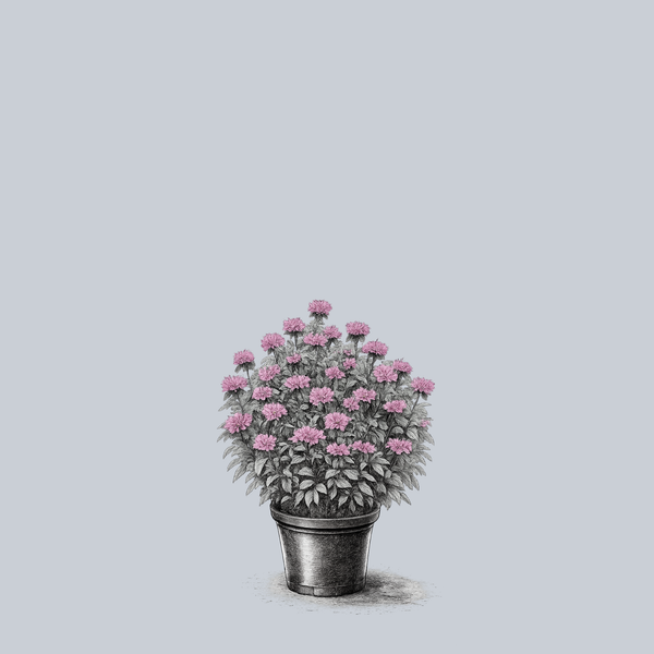 Lilac Lollipop Bee Balm