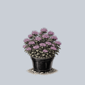 Lilac Lollipop Bee Balm