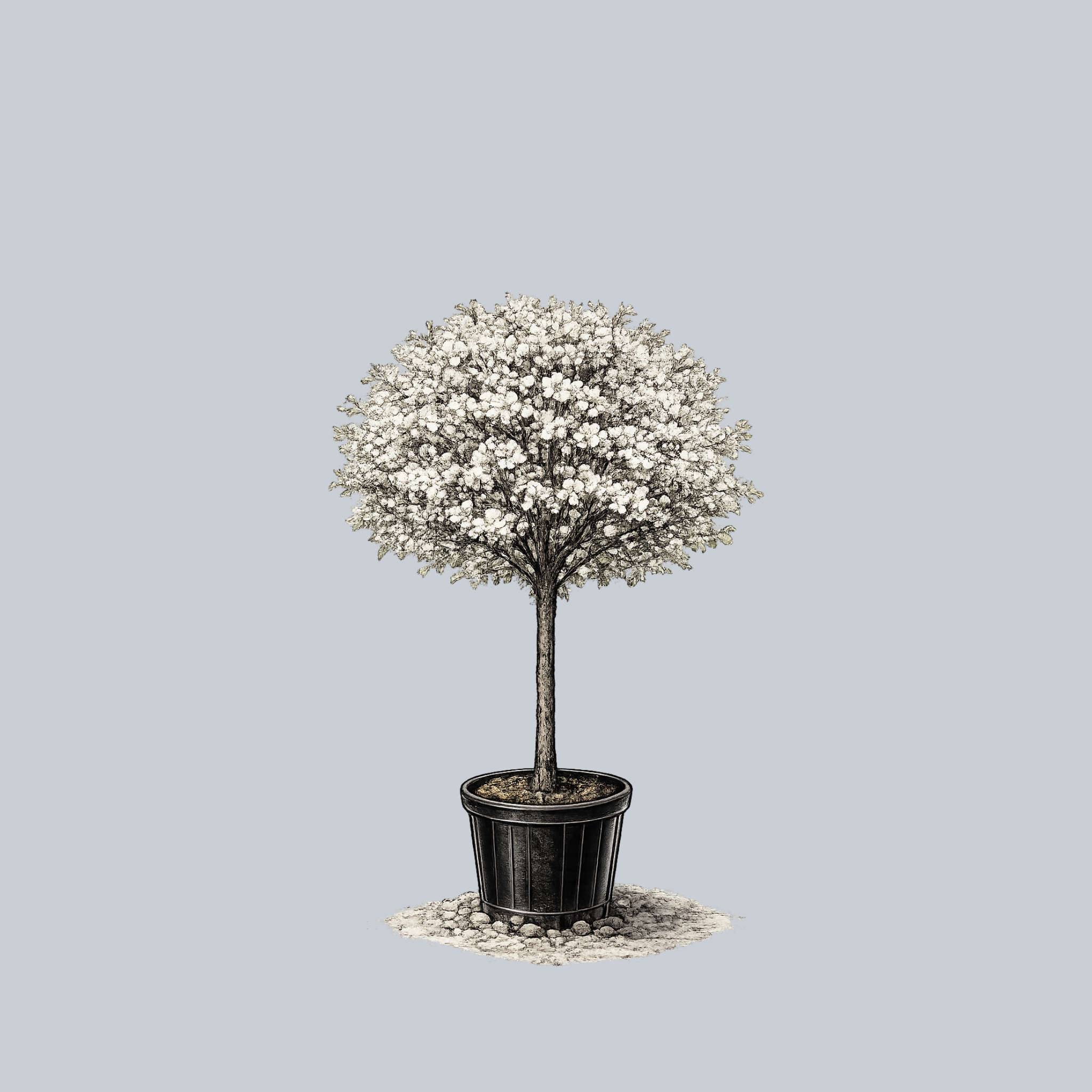 Lollipop Crabapple – Plant Detectives