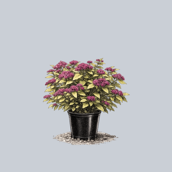 Lil' Sizzle Spirea