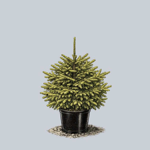 Lil Sky Oriental Spruce