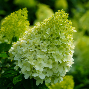 Limelight Hardy Hydrangea - Hydrangea - Shrubs