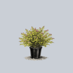 Limemound Spirea