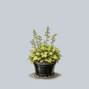 Lime Marmalade Coral Bells