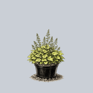 Lime Rickey Coral Bells