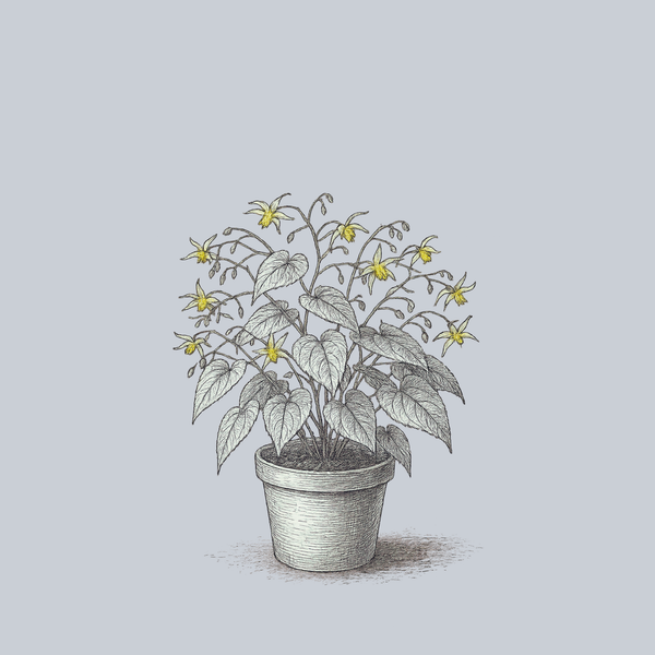 Lishihchenii Barrenwort