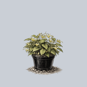 Lishihchenii Barrenwort