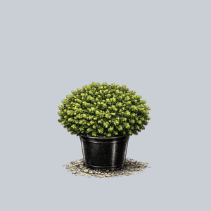 Little Gem Norway Spruce