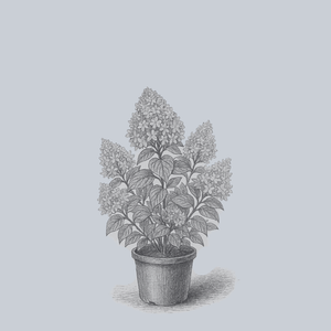 Little Lamb Panicle Hydrangea