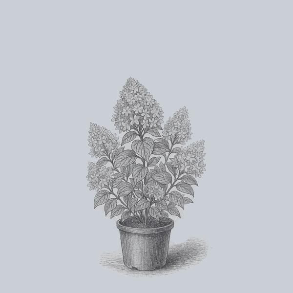 Little Lamb Panicle Hydrangea