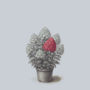 Little Lime Punch Panicle Hydrangea