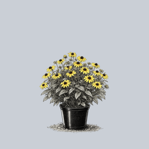 Little Suzy Black-Eyed Susan