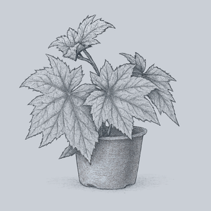 Little Beaver Begonia