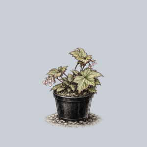 Little Beaver Begonia