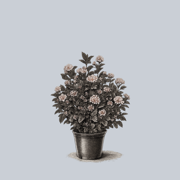 Little Devil Ninebark