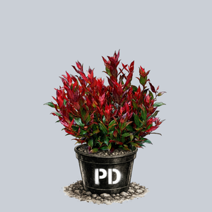 Little Flames Leucothoe