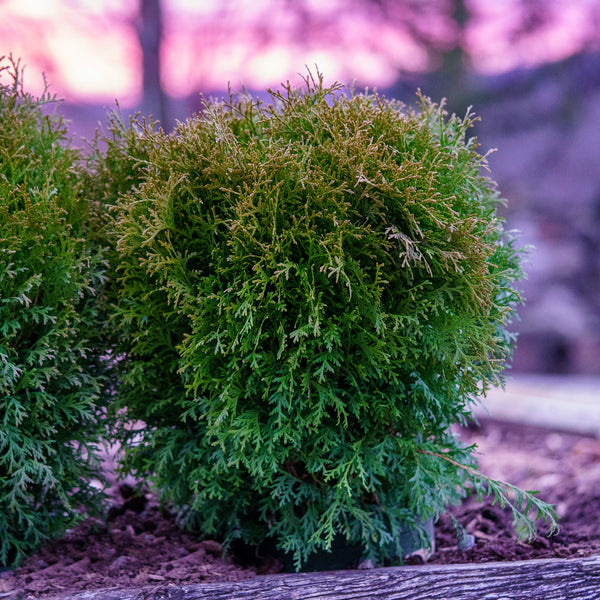 Little Giant Dwarf Arborvitae - Arborvitae - Conifers