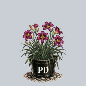 Little Grapette Daylily