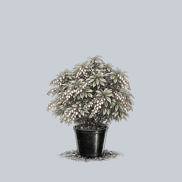 Little Heath Pieris