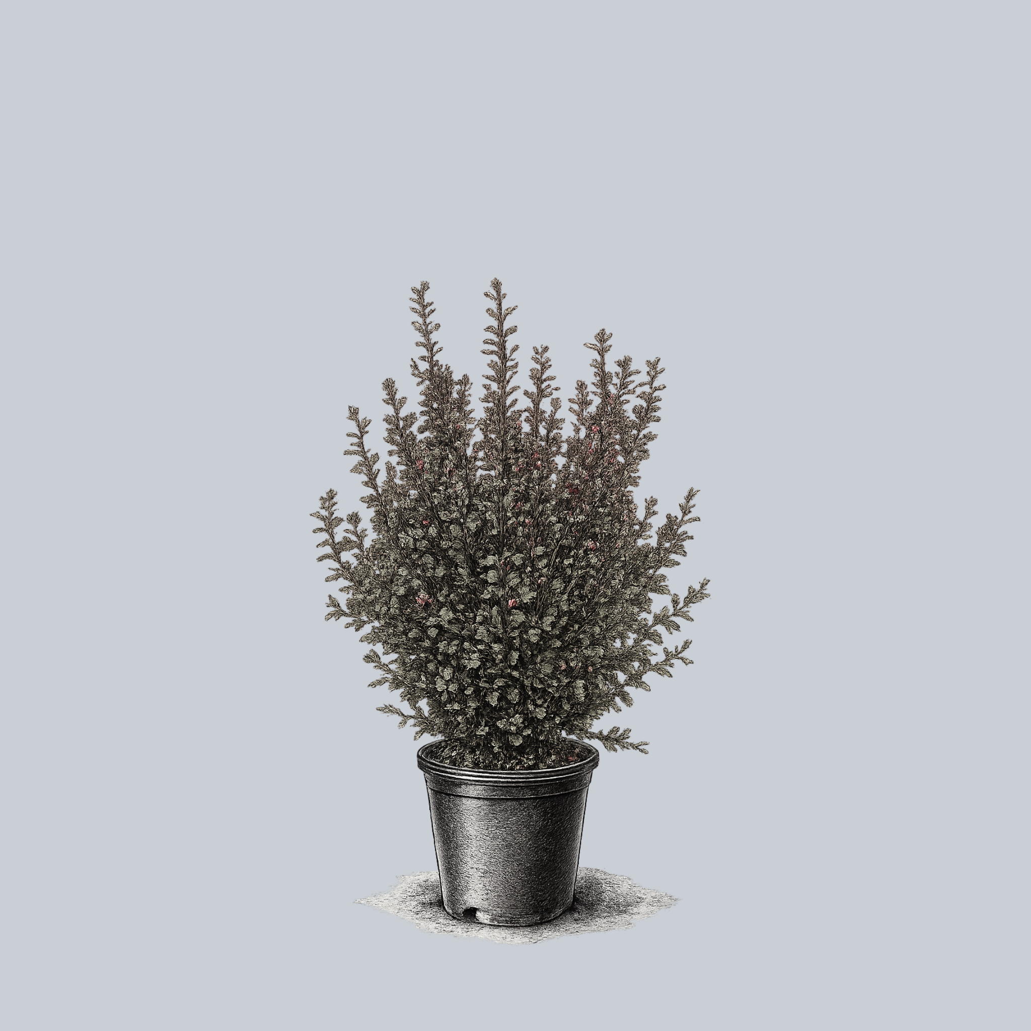 Little Joker Ninebark – Plant Detectives