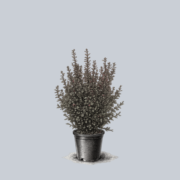 Little Joker Ninebark