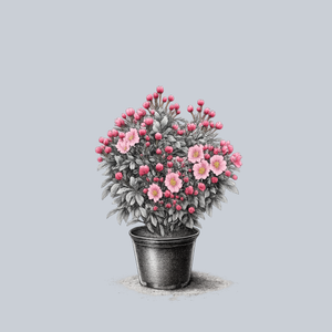 Little Linda Mountain Laurel