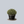 Load image into Gallery viewer, Little Missy Boxwood
