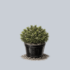 Little Missy Boxwood