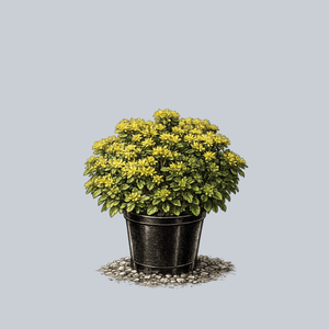 Little Miss Sunshine Stonecrop