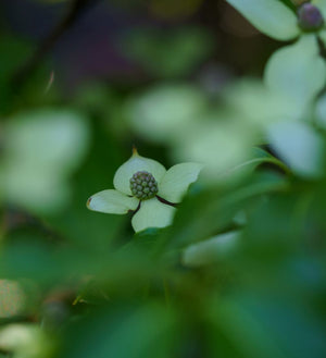 Little Poncho White Flowers