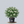 Load image into Gallery viewer, Little Poncho Kousa Dogwood
