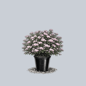 Little Princess Spirea