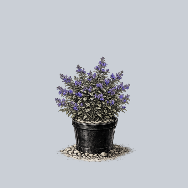 Little Titch Catmint