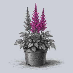 Little Vision in Pink Astilbe